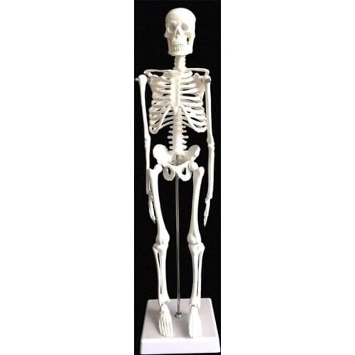 Flexible 45cm Human Anatomical Anatomy Skeleton Model Anatomy Skull Sculpture Head Body Model Muscle Bone Artist