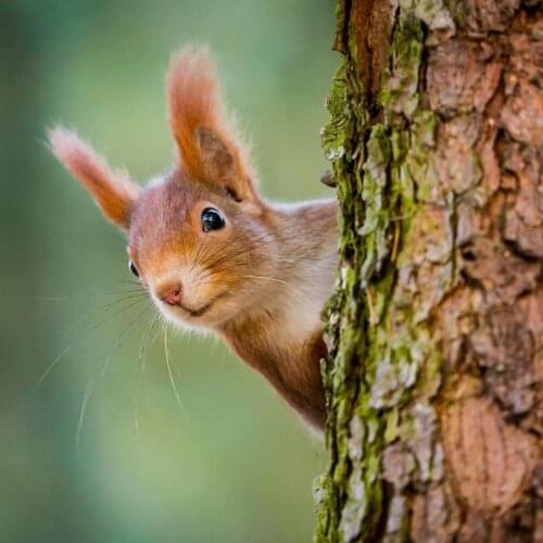 Squirrel animal 5D Diamond Painting Cross Stitch Pattern round Diamond Embroidery Resin Full Drill Home Decor DIY Painting