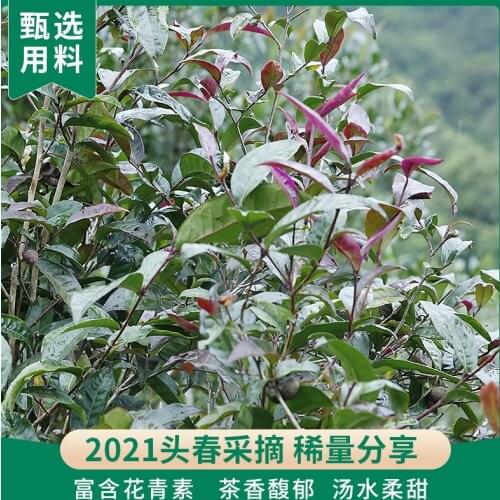 2021 Zi Juan Arbor Old Pu-erh Leaves Purple Bud Spring Raw 200g