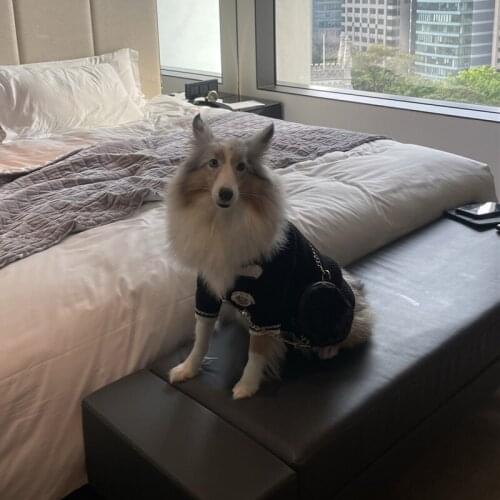 Fashion Pet Dog Crossbody Bags Dog Sling Messenger Bag Backpack Carrier For Small Medium Dogs French Bulldog Yorkie Pug PDZL19