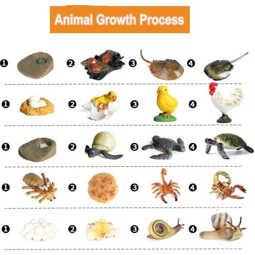 4pcs/Set Animal Growth Process Action Figure Model Scorpion Frog Turtle Mini Figures Educational Toys For Kids 3-6 Years