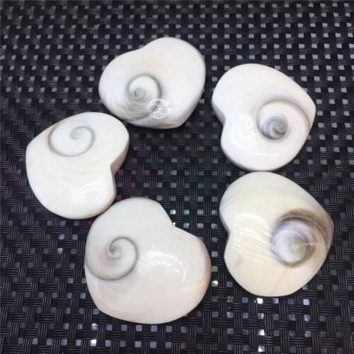 5pcs drop shipping Natural conch shell Crystal gemstone heart reiki healing chakra heart shape heliacus variegatus fossil stone