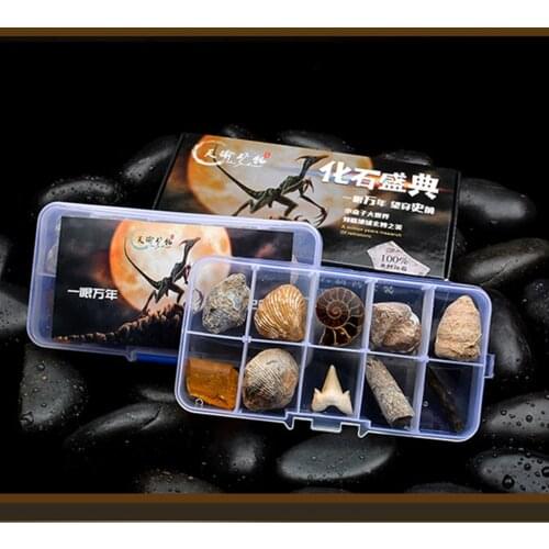 10pcs/set Natural Fossils Specimens Biology Science Kit with a Display Box, Kids Learning Toy Christmas Gift