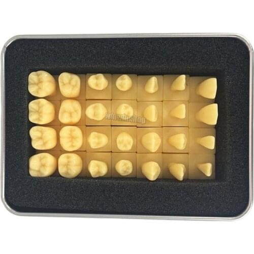 Dental model 2 times/1.5 times standard Carving model Oral model Dental teaching contrast model high quality