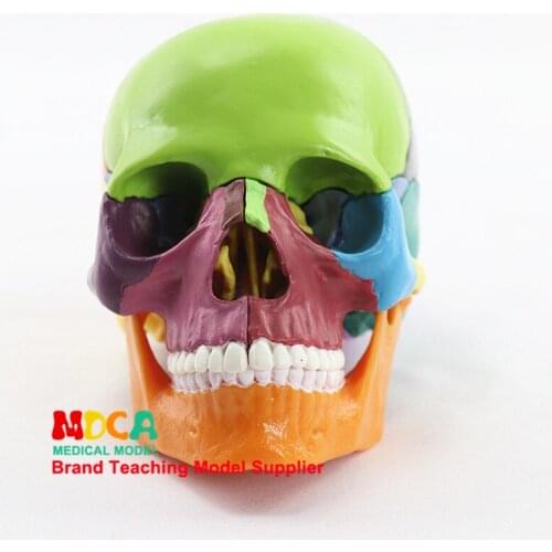 Medical Separation 15 Components 1:2 Human Color Skull Model Skull Skull Medical Teaching MTG015