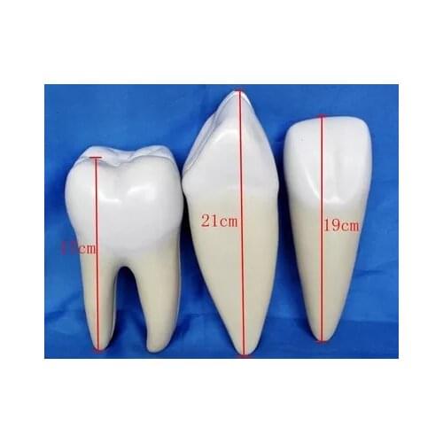 Normal tooth Anatomical Model Dental Medical Education 3pcs set free shipping