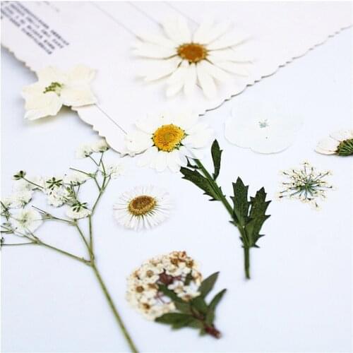 White Flower Combination Mixed Real Dried Flowers DIY Floral Decors For UV Gel Nail Art Tips Face Sticker Mold Filling Material
