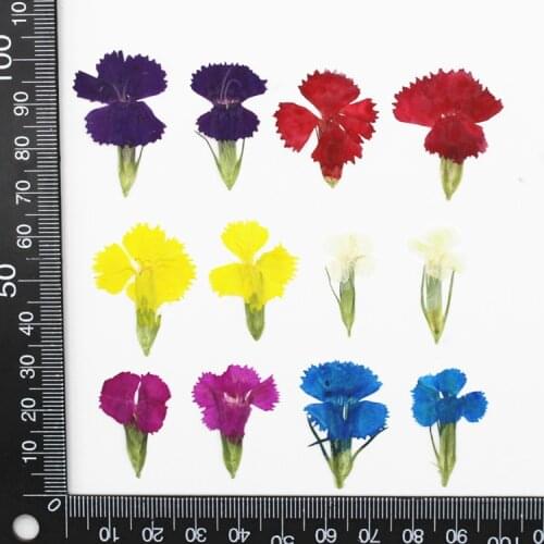Dianthus Flower Plant Specimen Teaching DIY Manual Epoxy Dried Flowers Mobile Shell Shell Fragrant Card Bookmarks