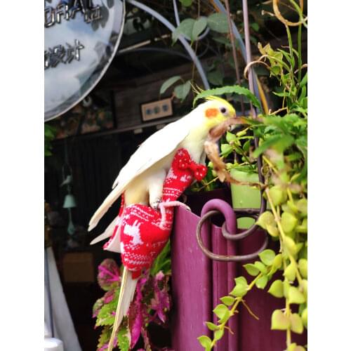 Latest Christmas Parrot Diaper Bird thick Clothes New year Gift for Birds Lovers Flight Suits Reusable Washable Nappies coat