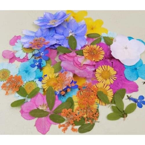 1Set 55pcs Assorted Pressed Dried Flowers Leaf Herbarium For Make up Jewelry Pendant Ring Earrings Flower Making Accessories