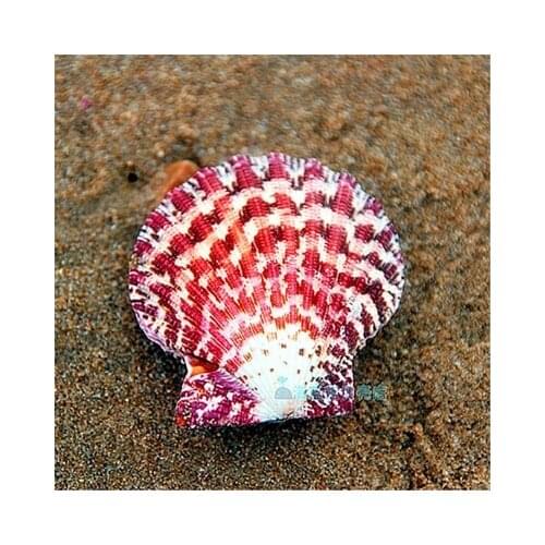 Natural conch shell 5cm oil painting cockle clam fish tank Mediterranean home decoration marine style home wall sticker