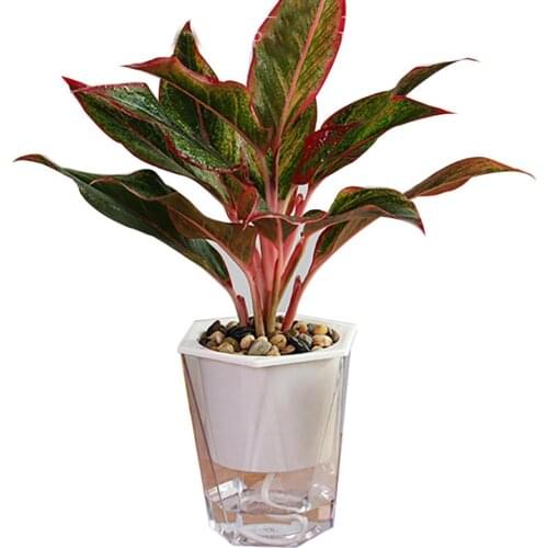 Flower Plant Pot Self Watering Planter Transparent Planting Flower Pot Water Storage Basin