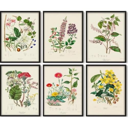 Vintage Botanical Art Painting Worldwide Vegetation Illustrations Posters Prints Home Living Room Wall Decor Kraft paper