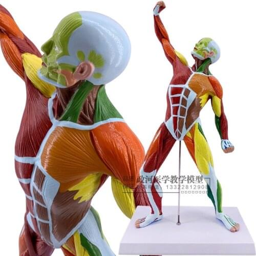 Medical art human body full body muscle model sports muscle anatomy system fitness teaching muscle anatomy