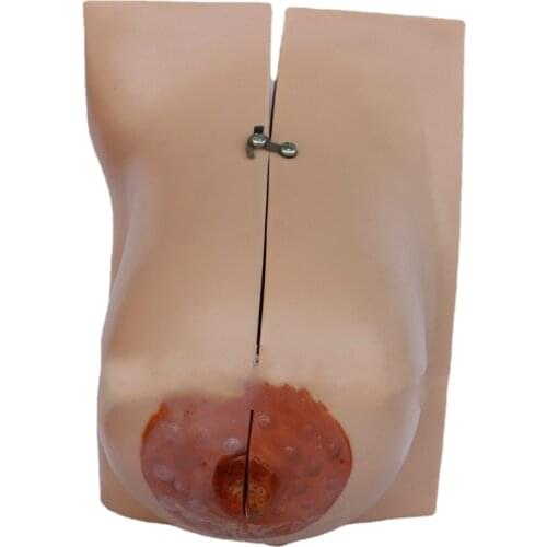 NEWWAVE Anatomical Models