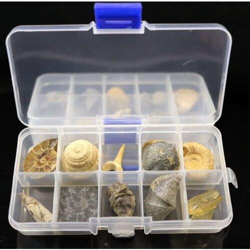 Natural 10 kinds of fossils trilobite fossils amber box Chrysanthemum nautilus fossils Tanabata gift