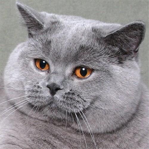 Animal Cat Printed Water-Soluble Canvas 11CT Cross-Stitch Full Kit DIY Embroidery DMC Threads Handiwork Knitting Mulina