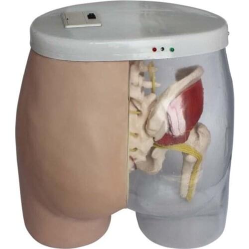 Human Transparent Medical Intramuscular Injection Model