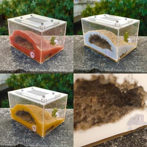 [Ants Dealer] Professional Designed Ants Farm Ants Nest Formicarium for Young Queens or Small Cononies Messor & Camponotus