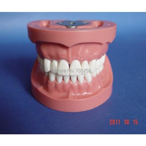 Preparation of Dental Practice Model,Tooth Model,32 Teeth Model