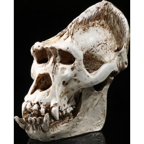 Gorilla skull model medical teaching model chimpanzee skull model