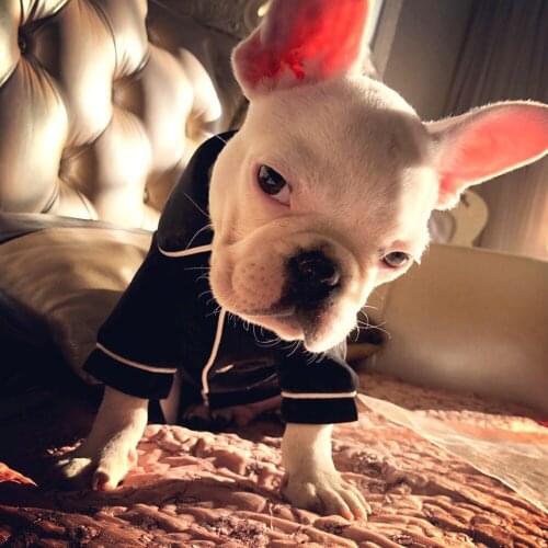 Cat Dog Clothes Dogs Jumpsuit Fashion Pajamas for Dogs Chihuahua Ropa Perro Small Dog Clothing Pet Overalls Bulldog