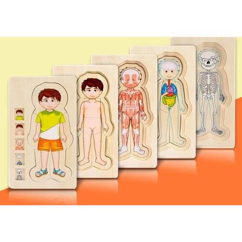 Educational 5 Layers Wooden Puzzle Human Body Structure Animal Life Cycle Cognitive Toy Kindergarten Baby Motessori Teaching Aid