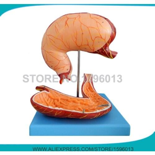 Advanced 2 Parts Human Stomach Model, Anatomical Gastric Model, Stomach 3D Model