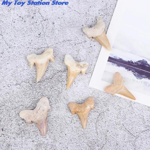 Megalodon Tooth Fossil Shark Teeth Marine Biology Science Teaching Specimen