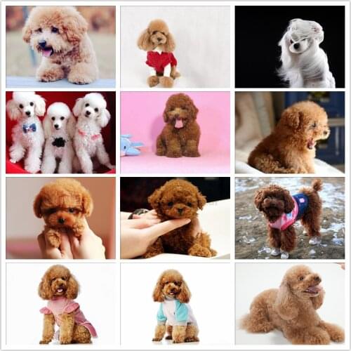 5D DIY Diamond Mosaic Poodle Dog Cute Pet Custom Photo Full Square Drill Diamond Painting Embroidery Animal Cross Stitch Decor