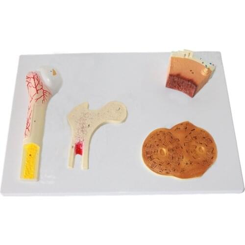 HeyModel Human Bones Structural Model PVC Material