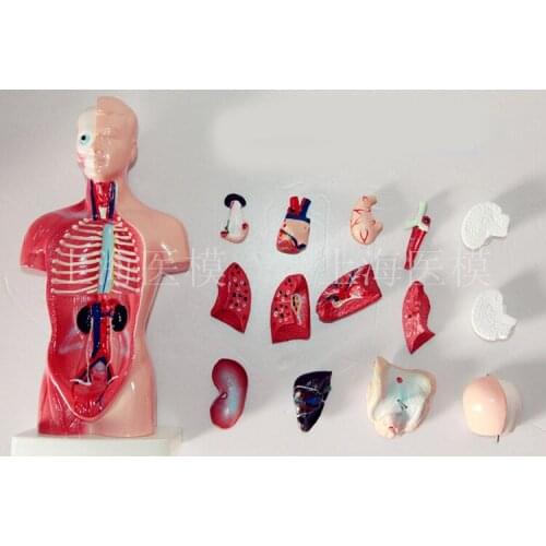 Human Torso model 26CM human internal organs Human Anatomy Torso anatomical model