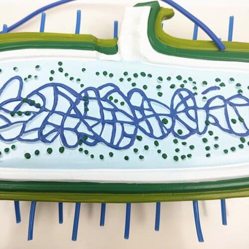 Biology Making Germ Model Kids Student Natural & Science Educational Toys