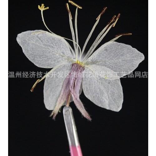 Butterfly Pollen White Real Flower Embossed Plant Specimen