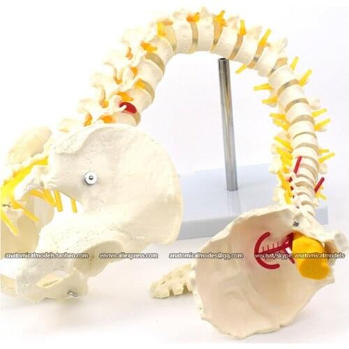 CMAM/12718 Deluxe Flexible Spine Model, Medical Spinal Column Anatomical Human Model
