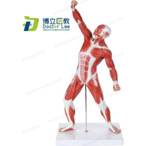 Miniature Muscular System Model 20” Human Muscles Anatomy Model Displaying Superficial Muscle Anatomy and Structure of the Body