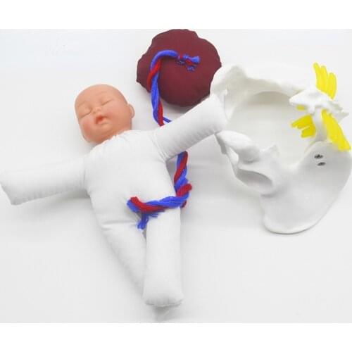 Mini Human Female Childbirth Pelvis Demonstration -Fetus Umbilical Cord Placenta Teaching Anatomy Model