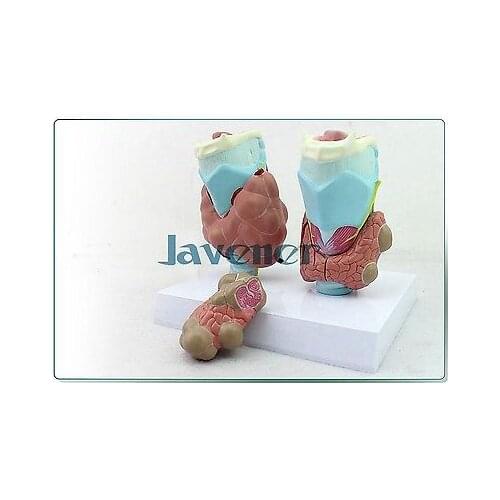 Human Anatomical Thyroid Gland Pathology Anatomy Medical Model High Quality