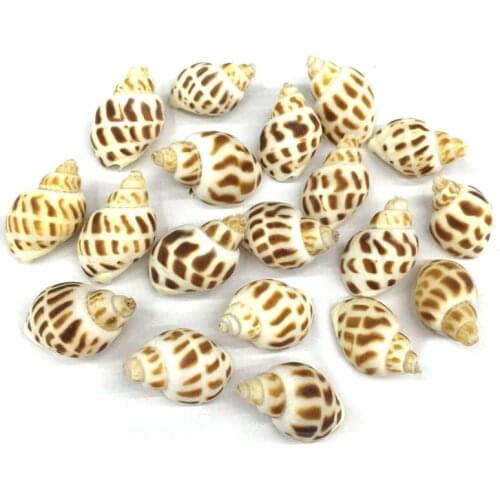 Natural shell fashion Conch Pendants Exquisite Charms for Jewelry Making DIY Bracelet Necklaces earring Accessories Size 15x32mm