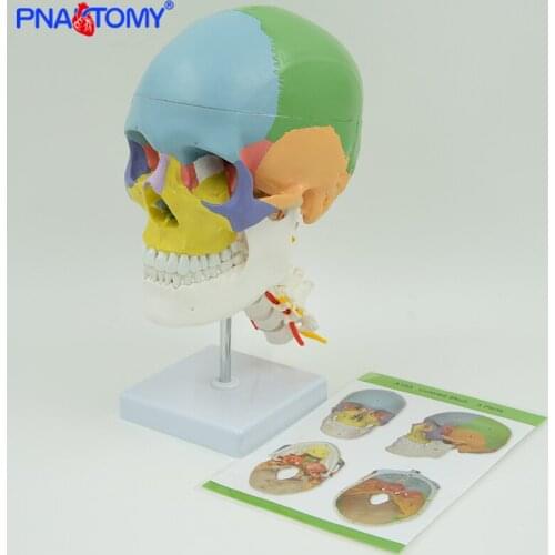 Skull with Colored Bones Cervical Vertebra Sculpture Skeleton Anatomy with Nerves and Blood Vessel Life Size Detachable Medical