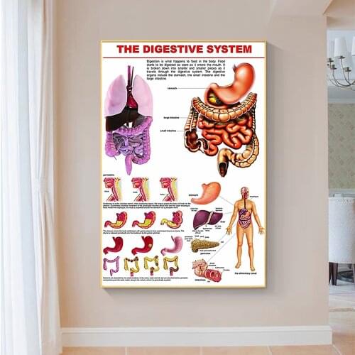 SP045 Silk Cloth Wall Poster Digestive System Diagram for Kids Art Home Decoration Gift