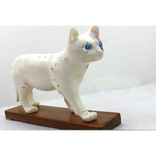 Cat anatomical models cat acupuncture point model educational model cat model