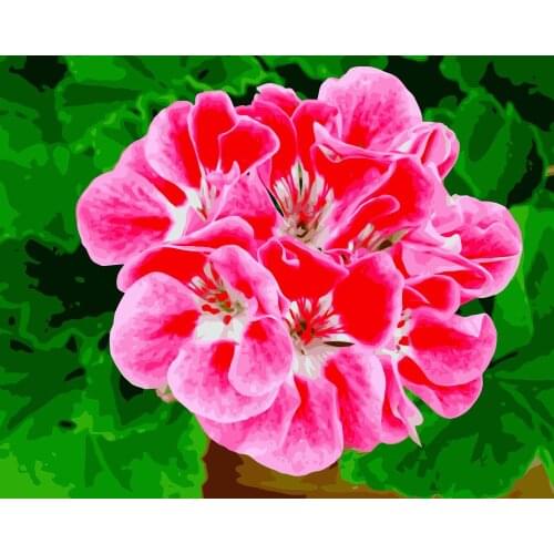 MaHuaf-i947 painting by numbers flower colorful Geranium Hand Painted Framed Acrylic Picture coloring by numbers on canvas 40x50
