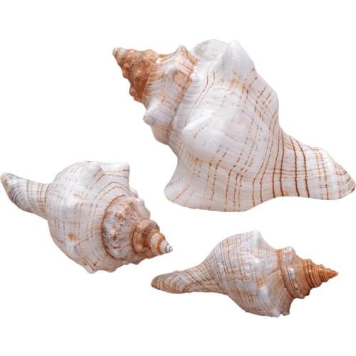 NATURAL SHELL RED SPIRAL CONCH EAR CONCH HEXAGONAL CONCH WEDDING DECORATION PROPS FISH TANK ACCESSORIES MEDITERRANEAN ORNAMENTS