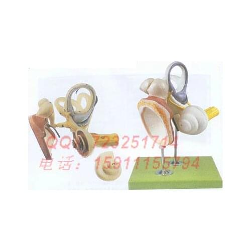 Magnification model of inner ear, ear and tympanic membrane Model of inner ear structure