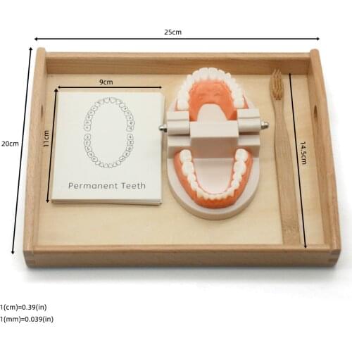 Toddler Wooden Simulated Tooth Toy Baby Learn to Brushing Tooth Teaching Aids Bamboo Brush Tray Kid Montessori Education Toy Set
