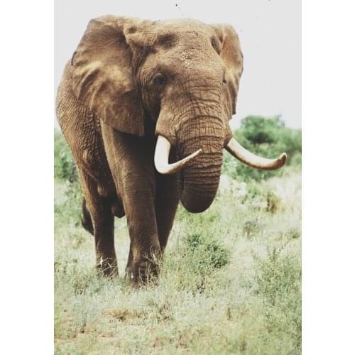 LIPHISFUN Full Drill Diamond Painting Embroidery Square/round DIY Home Decor Needlework Elephant Animal