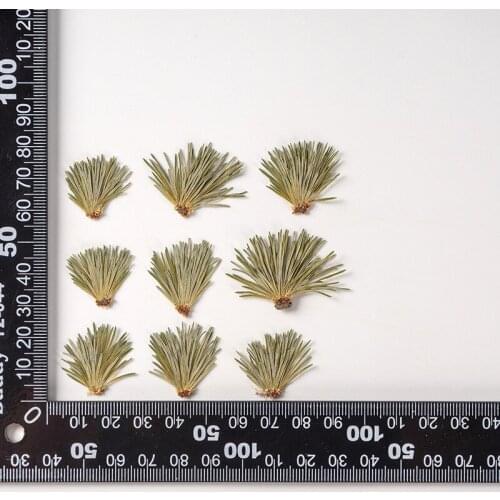 120pcs Pressed Dried Flower Pine Needle Herbarium Epoxy Resin Face Make UP Nail Art Jewelry Bookmark Phone Case Card DIY