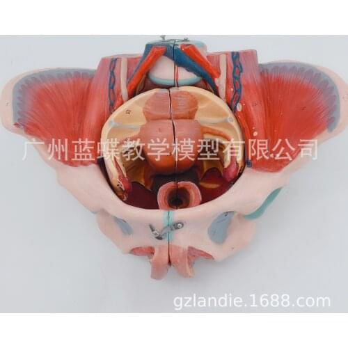 1:1 Life Size Female Pelvis Human Skeletal Model Woman Pelvis Pelvic Floor Muscle PVC Material Nerve Entrails Genital Model