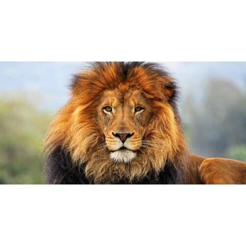 Lion Printing Towel Microfiber Beach Towel Animals Handdoek serviette de plage toalha 70x140cm Sport Drying Travel Shower Towel